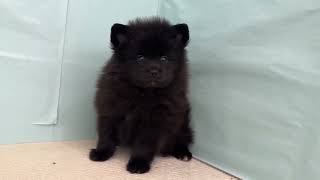 ポメラニアンの動画01
