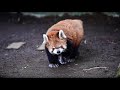 【red panda】Afternoon walk for the elderly red panda