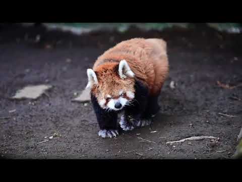 【red panda】Afternoon walk for the elderly red panda