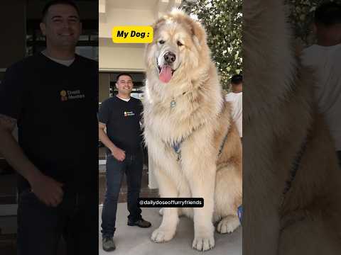 Other People's Dogs Vs My Dog 😂 (pt.32) #shorts #dog