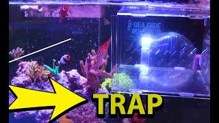 Fish TRAP Review video: how to catch a fish in a reef tank