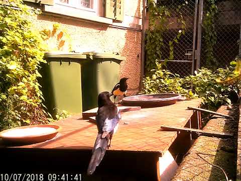 Wildkamera 10 07 2018 mein kleines Garten Gewusel