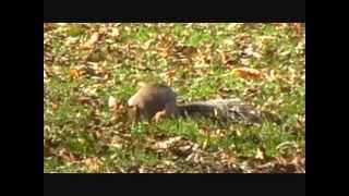 Sun,Strange Art And Double Orbs? Part 1