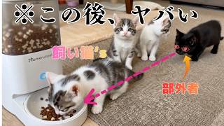 子猫たちが「ごはん！」に大集合！黒猫がまさかの…【かわいい猫】