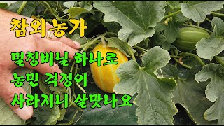 참외재배방법 참외 병충해 총채벌레 진딧물 예방 썬라이크필름