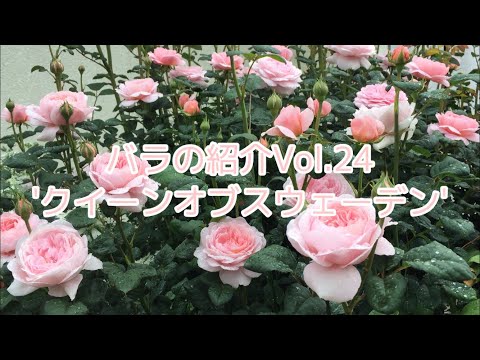 イングリッシュローズ「クイーンオブスウェーデン」 植物