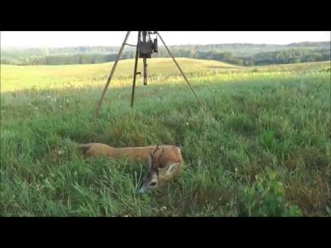 Rehbockjagd zur Blattzeit in Masuren
