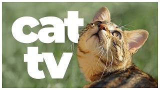 CAT TV 🐦 | 10 Hours of Birds, Squirrels & Relaxing Music for Cats | Entertainment & Relaxation Video