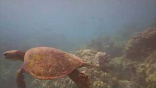 preview picture of video 'Hawaii Turtles, Big Island of Hawaii'