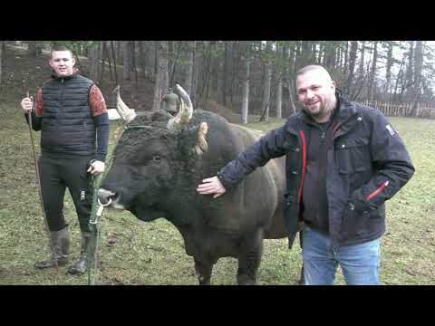 - TRI BIKA IZ HRVATSKE STIGLI U BANOVIĆE, GRIVAN, KROKI I JELENKO