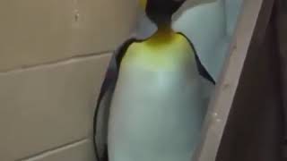 Download lagu Kata baba hewan aneh mp3 Download lagu Kata baba hewan aneh mp3