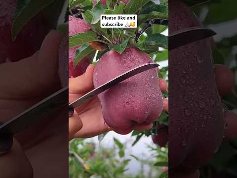 Delicious red apple cutting - Farm fresh ninja fruit cutting