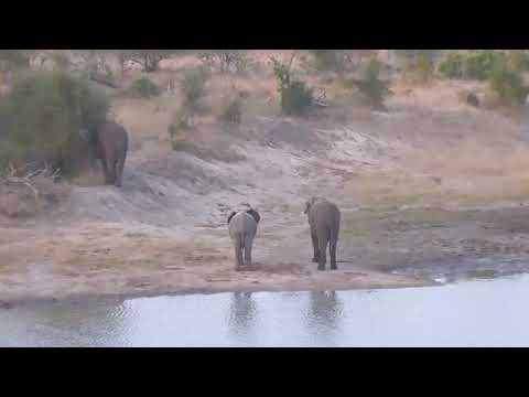 Elephants herd pool party at Djuma Dam Cam-01,June 29, 2017