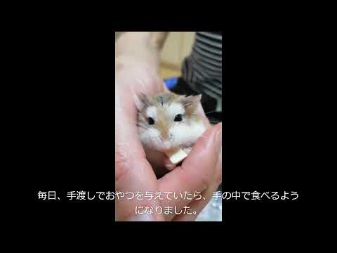 ハムレポ Gexの ヘルシーレシピ カルシワーム をロボロフスキーハムスターに与えてみた