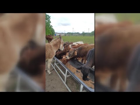 Serial cattle thieves on the run