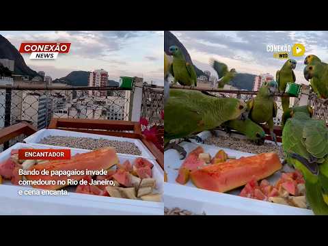 Vídeo: Bando de papagaios invade comedouro no Rio de Janeiro, e cena encanta.