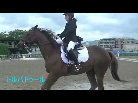 33 馬術部