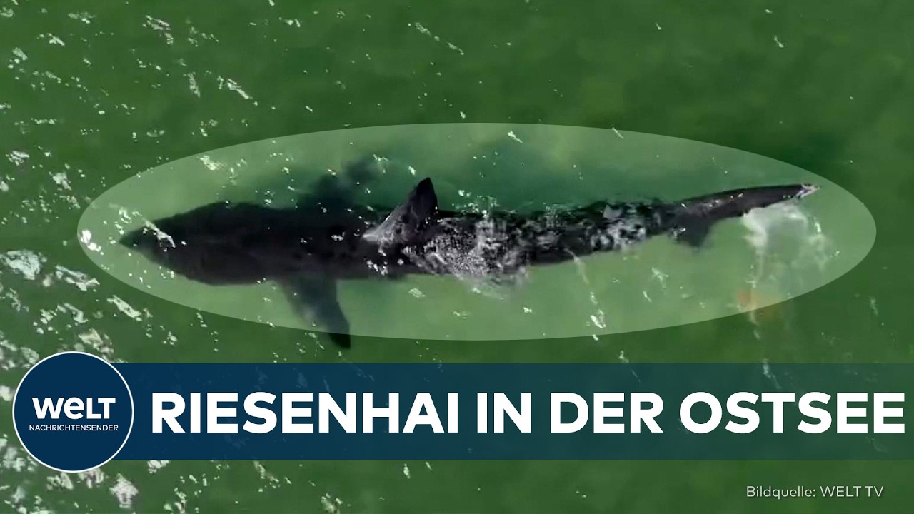 OSTSEE-KÜSTE: Fast fünf Meter langer Riesenhai verendet vor Dänemark