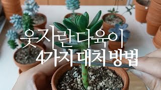 웃자란 다육이 대처방법 4가지. 삽목, 잎떼기 등 succulents 202화 #해맑은TV