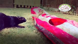 Noche Vs Hippie - La verdadera historia de 2 Gatos DiveRTinOs rescatados