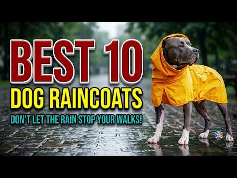 Don't Buy A Dog Raincoat Until You Watch This! | Best Dog Raincoats