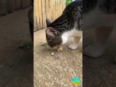 The Durian Cat of Borneo