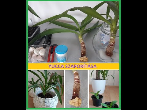 , title : 'Yucca szaporítása'