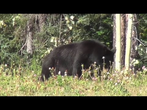 CT Problems With Aggressive Bears