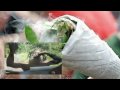 Marihuana and Reggae Music Bob Marley ...