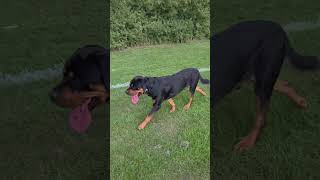 Prowling #rottweiler #dog #dogs #pets #puppy #shorts #youtubeshorts #reels #fyp #cute