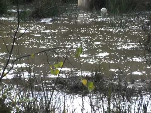 IstinaTV Baštine BiH KLOKOTI Bilalovac
