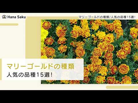 マリーゴールド、マリーゴールド、ベルベットの花 植物