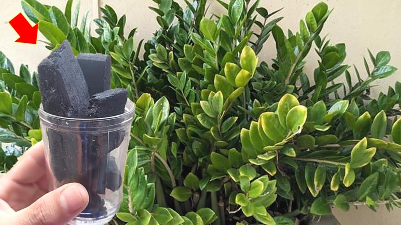 MORRIA E NÃO SABIA: 1 CARVÃO faz zamioculca explodir de tanto crescer (o ano todo)