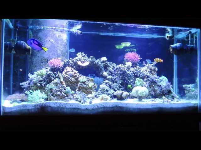 How I eliminated Ich in my reef tank