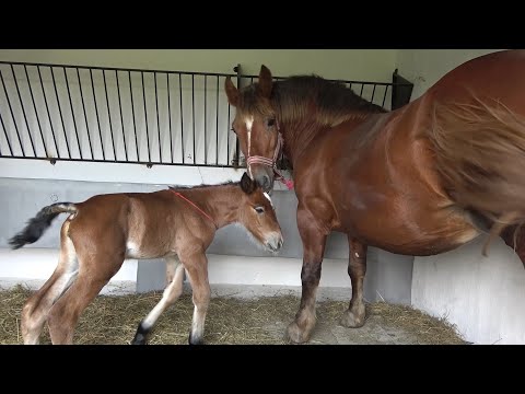 Iapa lui Zoli de la Mediesu Aurit, Satu Mare 12 Oct 2022