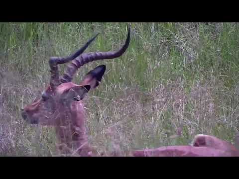 Djuma: Impalas and two Buffalo - 10:55 - 01/19/22
