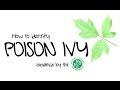 Unboring Exploring: How to Identify Poison Ivy