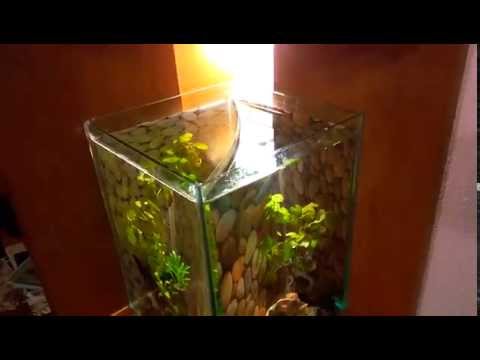 Two male betta fish in one tank ... plus how to remove refflections in square betta fish tanks