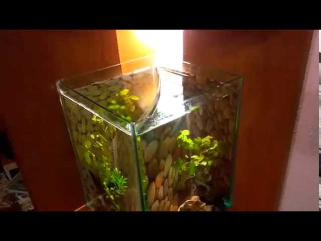Two male betta fish in one tank ... plus how to remove refflections in square betta fish tanks