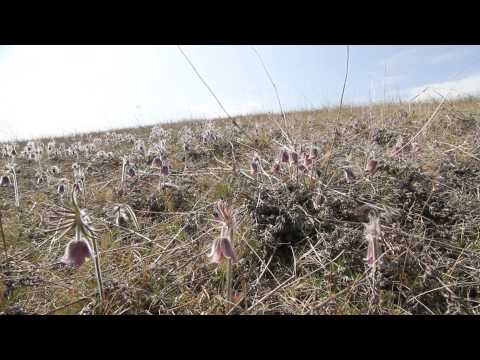 A Dél-Nyírség És Az Érmellék