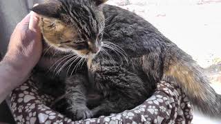 Signs & Symptoms of when it is time to euthanize a cat