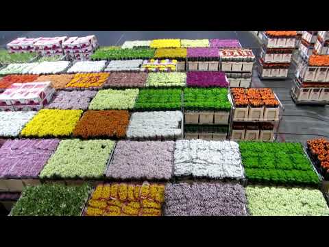 Nei canali della 'ndrangheta - trailer video inchiesta finalista