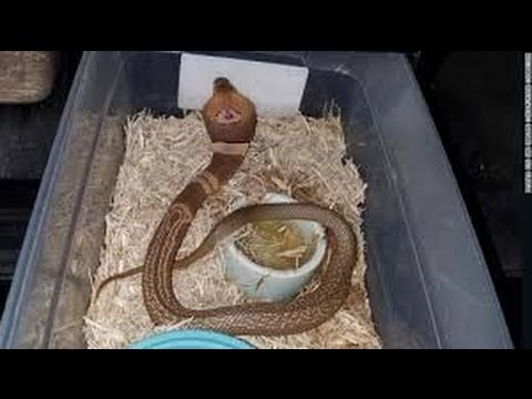 Documentary Cobra HD - King Cobra Mafia The world's largest venomous snake