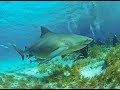 Facts The Bull Shark