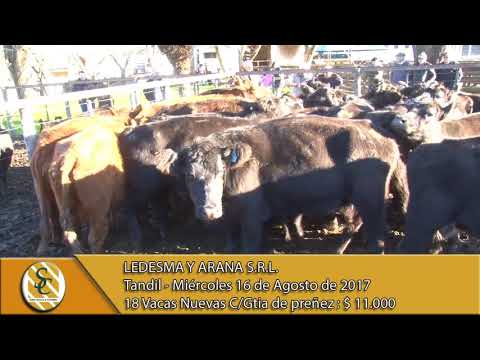 16-08-17 Venta de Vientres - Ledesma y Arana S.R.L. - Tandil.