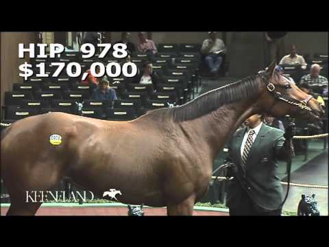 2015 November Breeding Stock Sale: Hip 978 - DON'TFORGETABOUTME