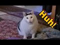 Cat Saying Huh