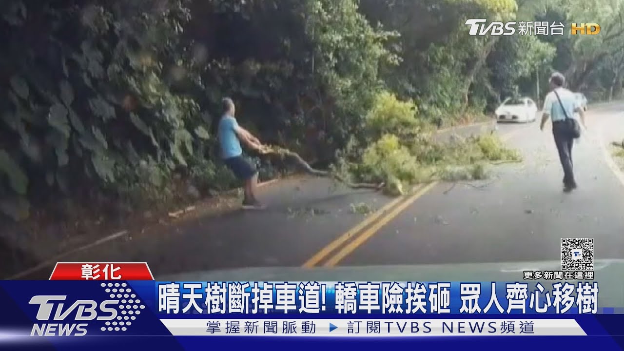 晴天樹斷掉車道！轎車險挨砸　眾人齊心移樹
