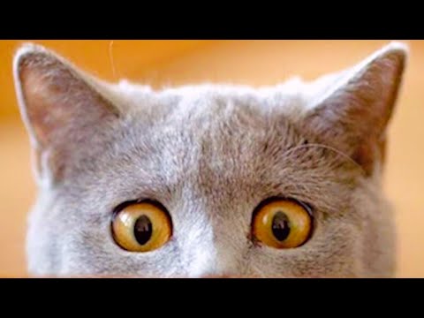 Faze comice 😄 Dorel 😄 Incearca sa nu razi 😄 Mori de ras 😄 Pisici amuzante 😄 Citeste descrierea