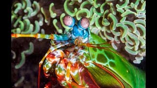 Blue - Bande-annonce VF